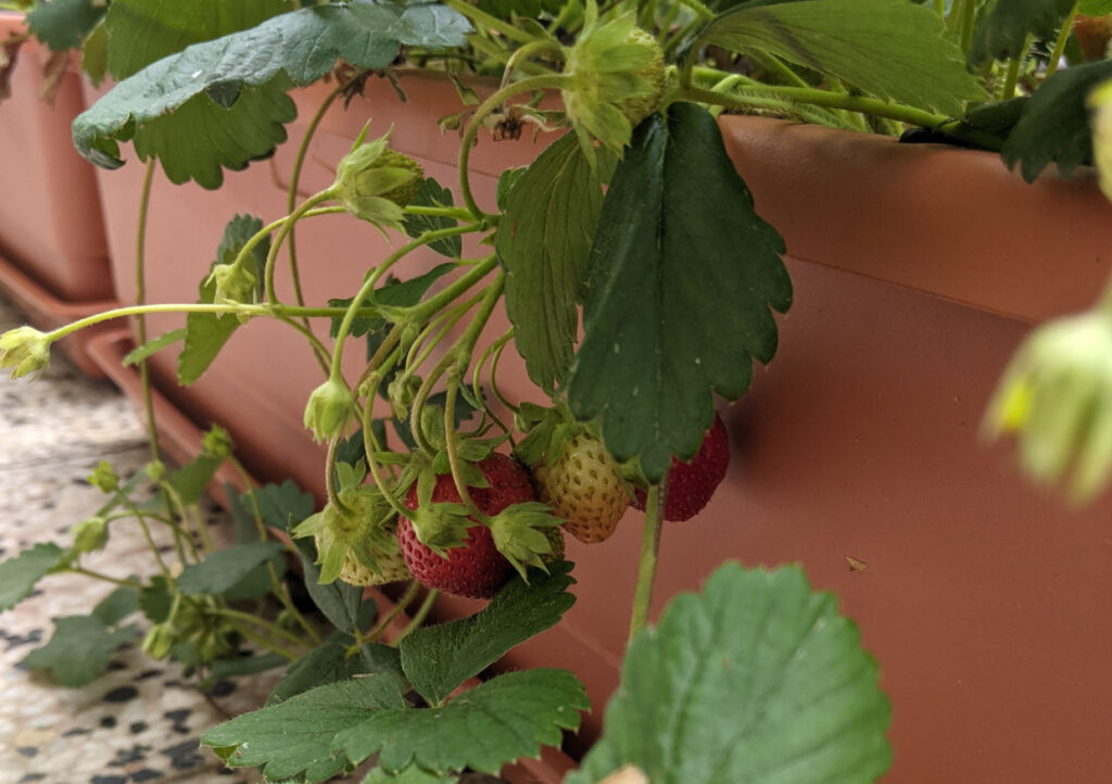 Jak pěstovat jahody v truhlíku na balkóně balkonovadzungle cz